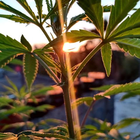 MK 1 growlog timeline photo