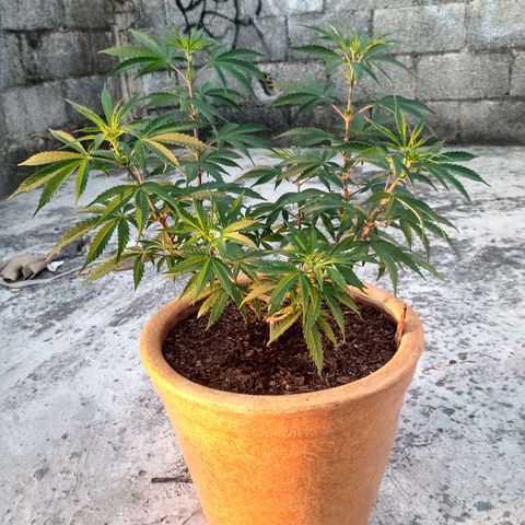 MK 1 growlog timeline photo
