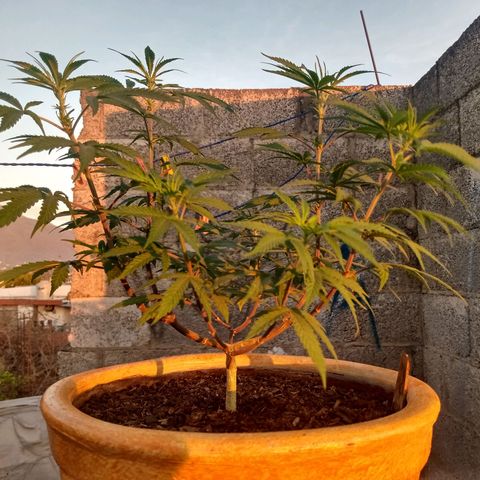 MK 1 growlog timeline photo