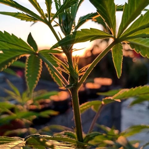 MK 1 growlog timeline photo