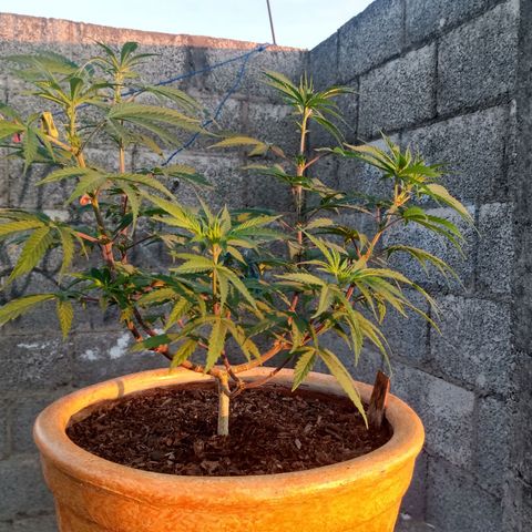 MK 1 growlog timeline photo