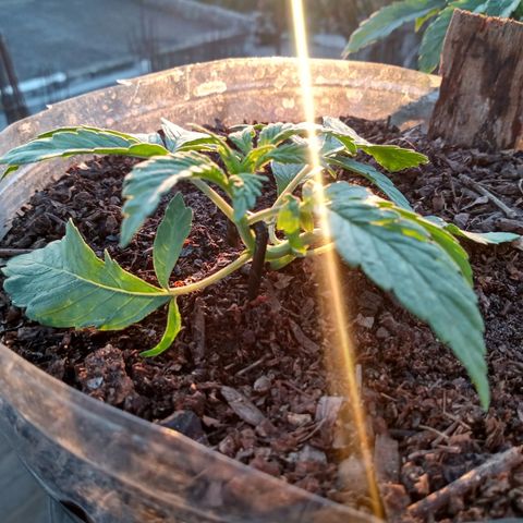 PYK  growlog timeline photo