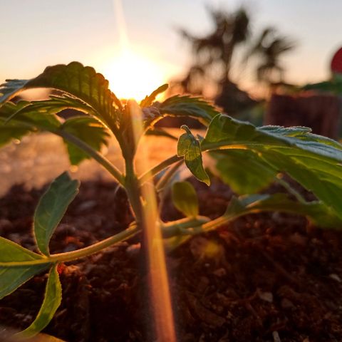 PYK  growlog timeline photo