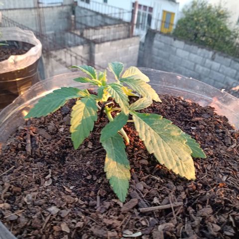 PYK  growlog timeline photo