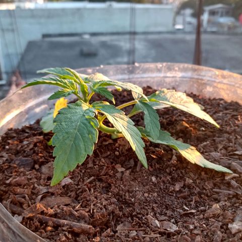 PYK  growlog timeline photo