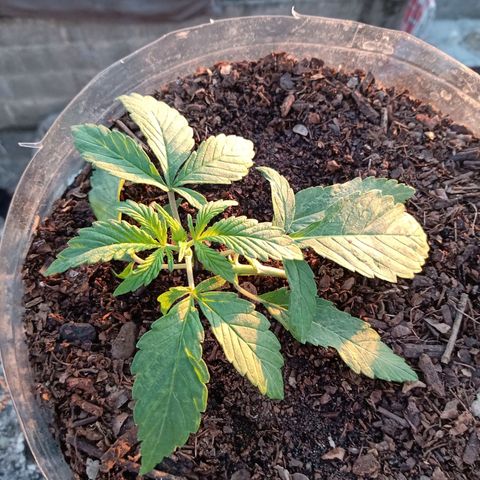 PYK  growlog timeline photo