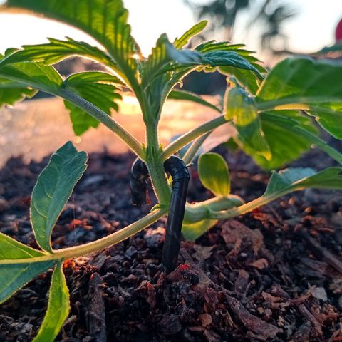 PYK  growlog timeline photo