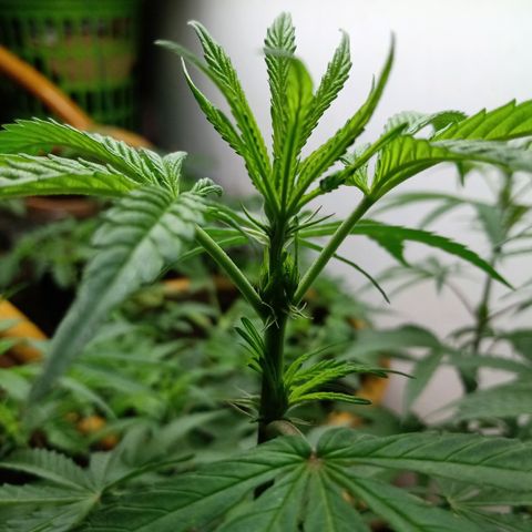 MK 1 growlog timeline photo