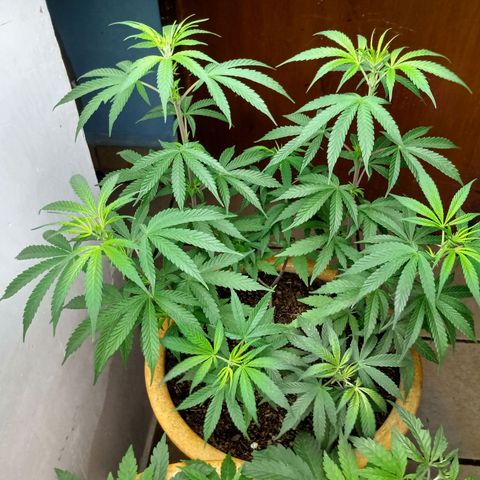 MK 1 growlog timeline photo