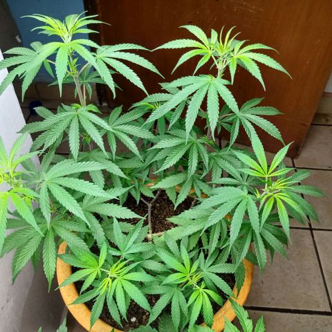 MK 1 growlog timeline photo