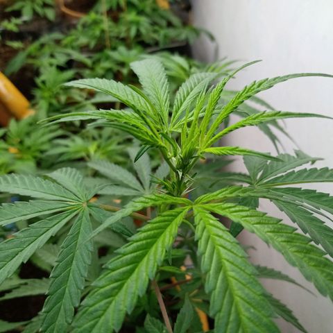 MK 1 growlog timeline photo