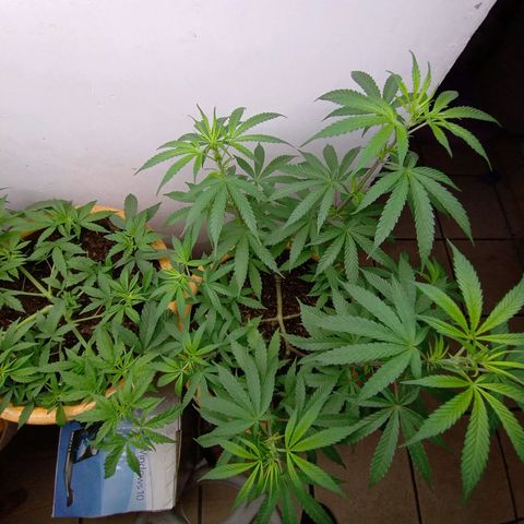 MK 1 growlog timeline photo