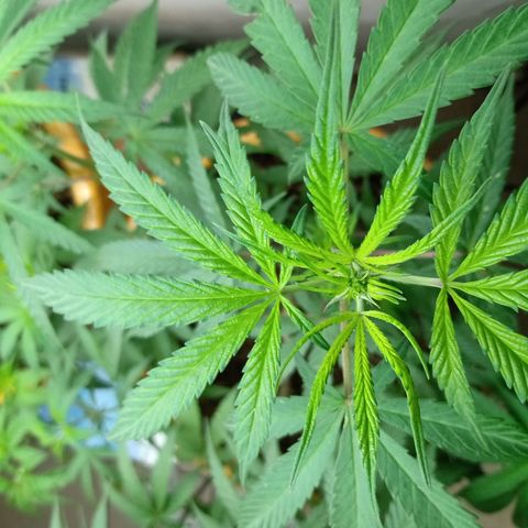 MK 1 growlog timeline photo