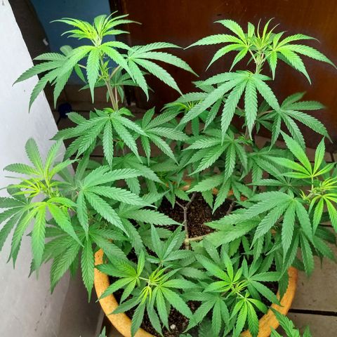 MK 1 growlog timeline photo
