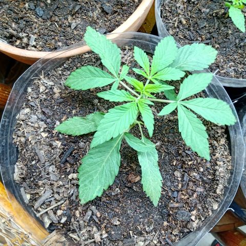 PYK  growlog timeline photo