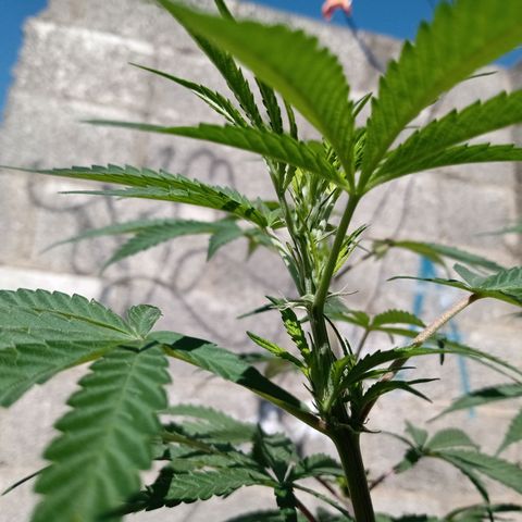 MK 1 growlog timeline photo