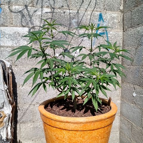 MK 1 growlog timeline photo