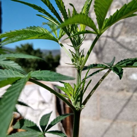 MK 1 growlog timeline photo