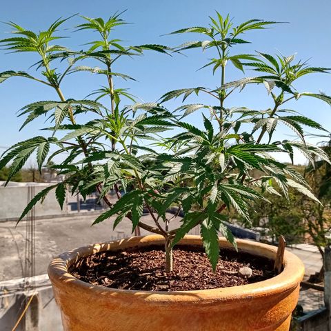 MK 1 growlog timeline photo
