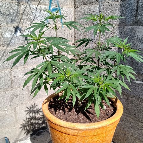 MK 1 growlog timeline photo