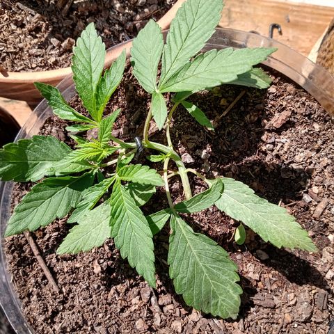 PYK  growlog timeline photo