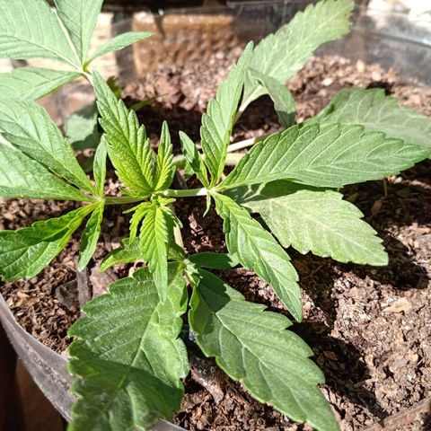 PYK  growlog timeline photo