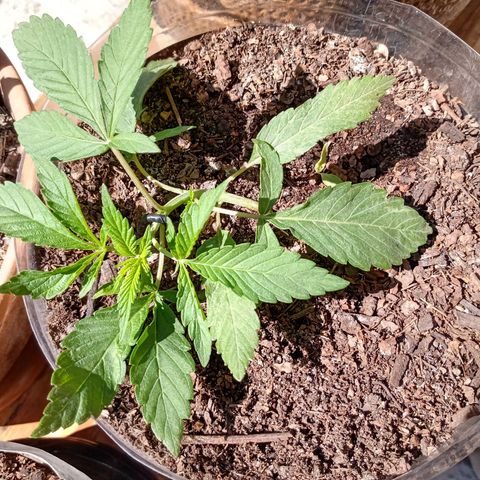 PYK  growlog timeline photo