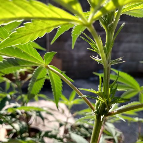 MK 1 growlog timeline photo