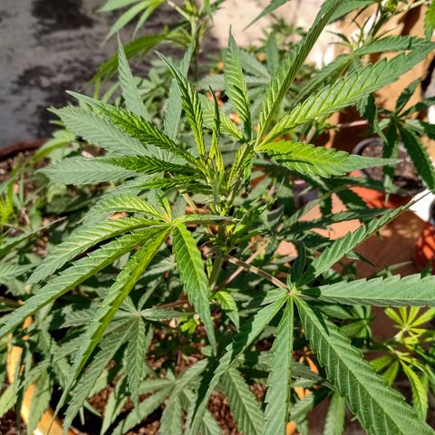 MK 1 growlog timeline photo