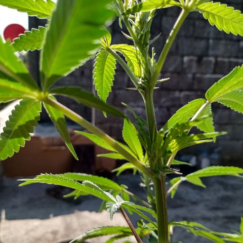 MK 1 growlog timeline photo