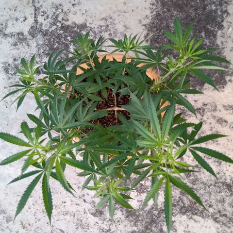 MK 1 growlog timeline photo