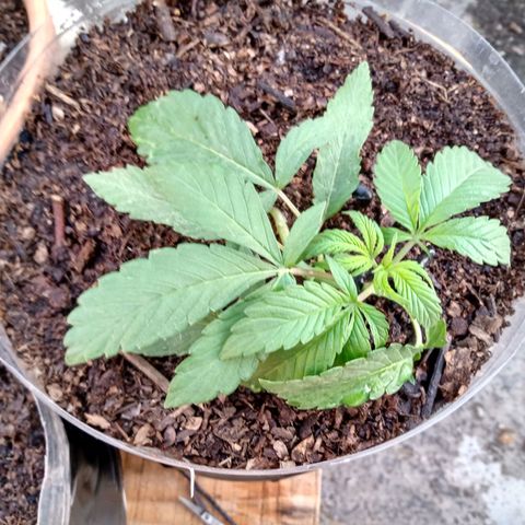 PYK  growlog timeline photo