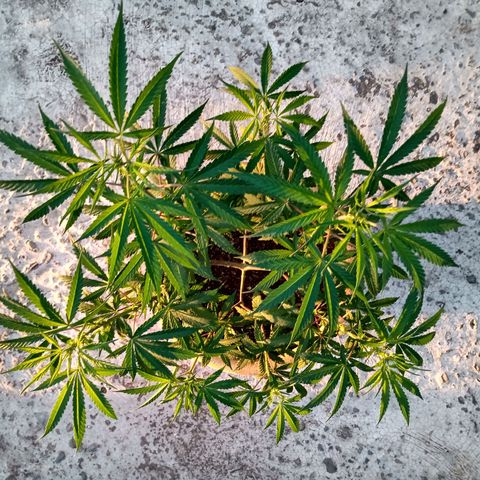 MK 1 growlog timeline photo