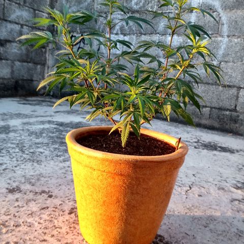 MK 1 growlog timeline photo