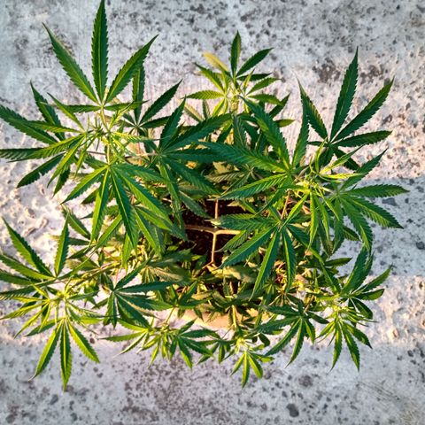 MK 1 growlog timeline photo