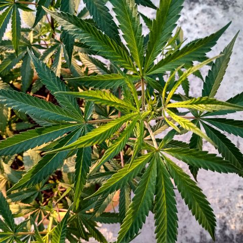 MK 1 growlog timeline photo