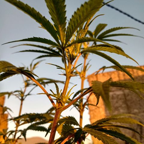 MK 1 growlog timeline photo