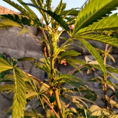 MK 1 growlog timeline photo