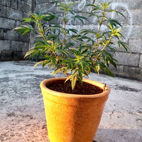 MK 1 growlog timeline photo