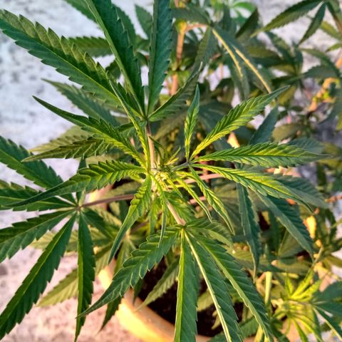 MK 1 growlog timeline photo