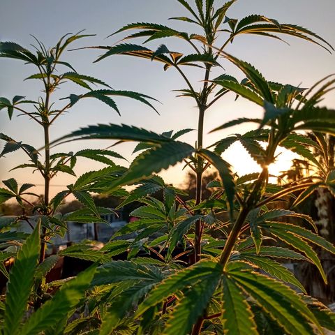 MK 1 growlog timeline photo