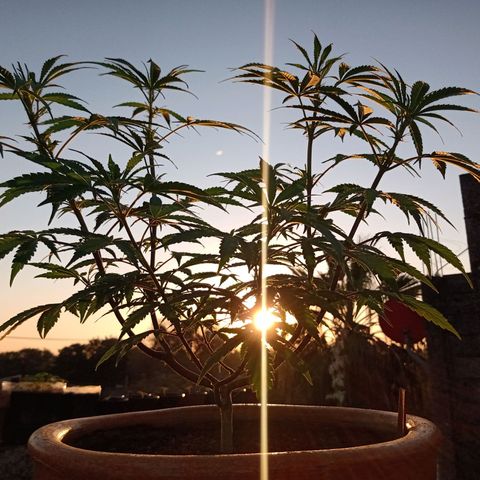 MK 1 growlog timeline photo