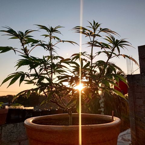 MK 1 growlog timeline photo