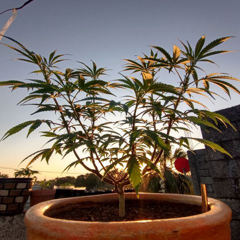 MK 1 growlog timeline photo