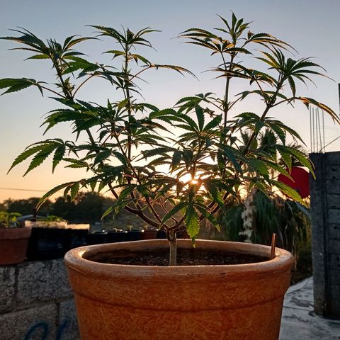 MK 1 growlog timeline photo