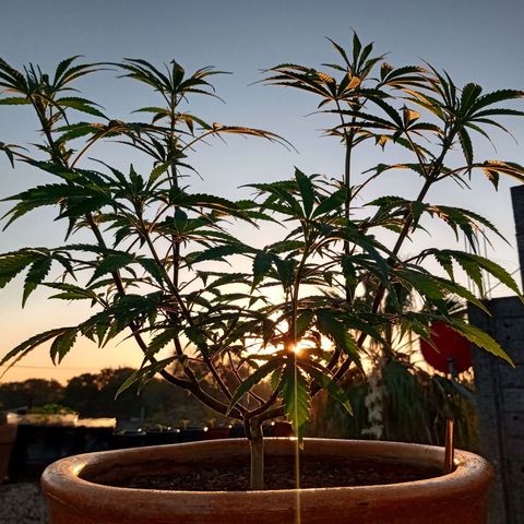 MK 1 growlog timeline photo