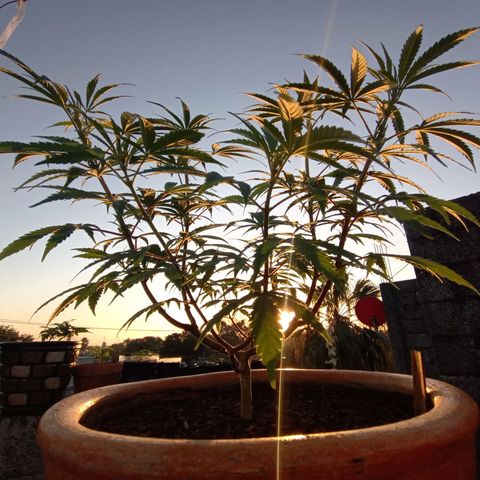 MK 1 growlog timeline photo