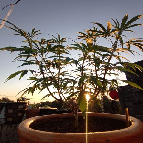 MK 1 growlog timeline photo