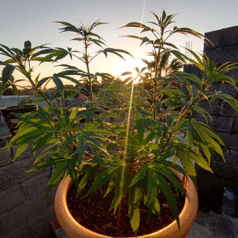 MK 1 growlog timeline photo