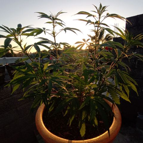 MK 1 growlog timeline photo